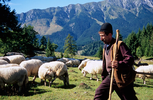 Fagaras Shepherd